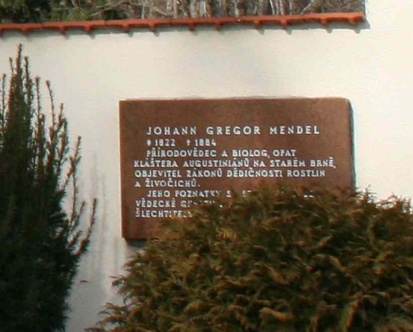 Grabplatte von Gregor Mendel in Brünn