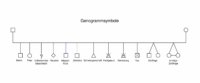Genogrammsymbole