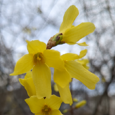 forsythia