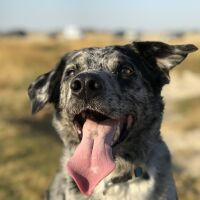 DoeZi und noch so einer 🐾