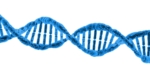 DNA Doppelhelix