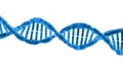 DNA Doppelhelix